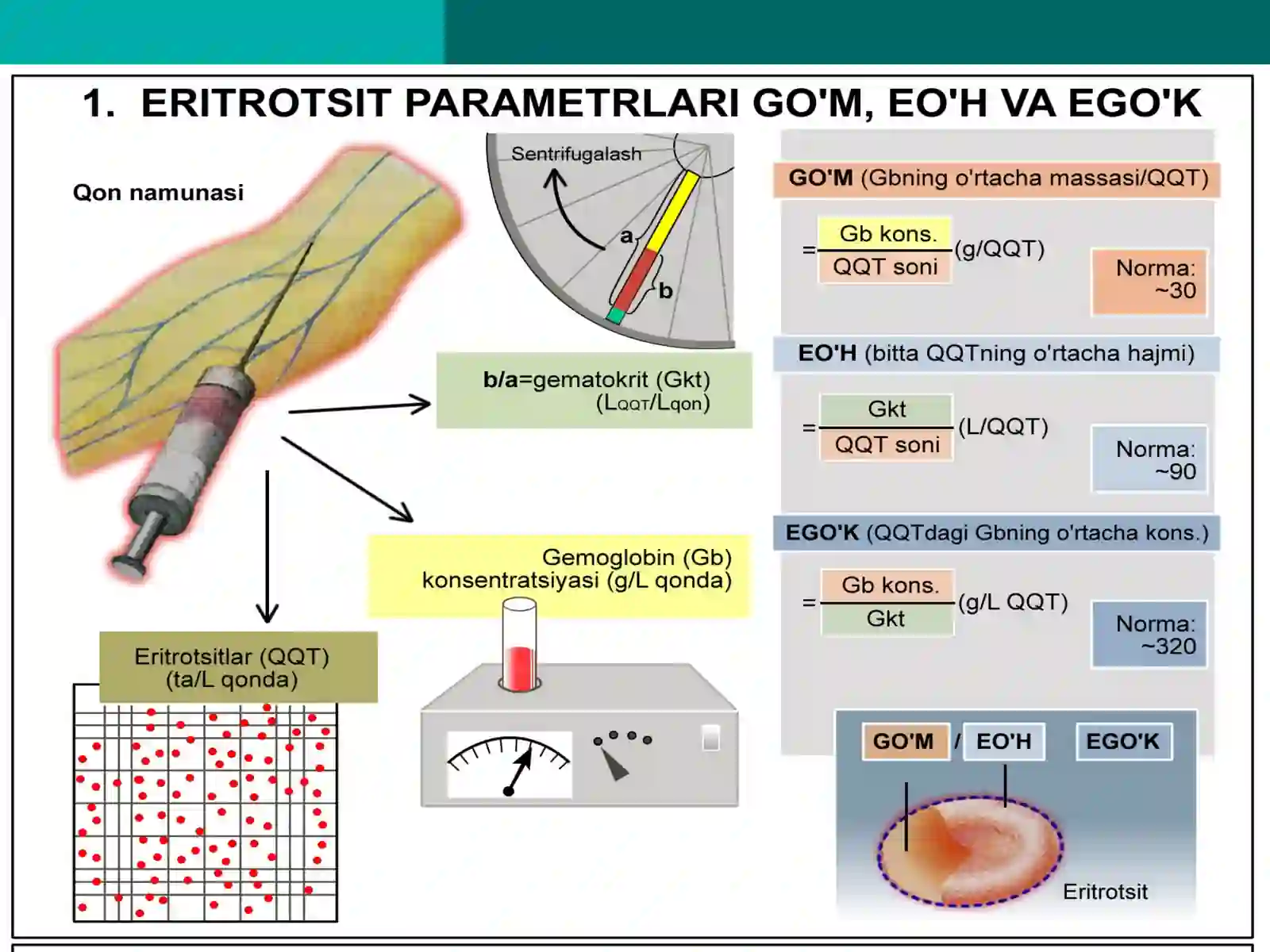 Kamqonlik patofiziologiyasi 3