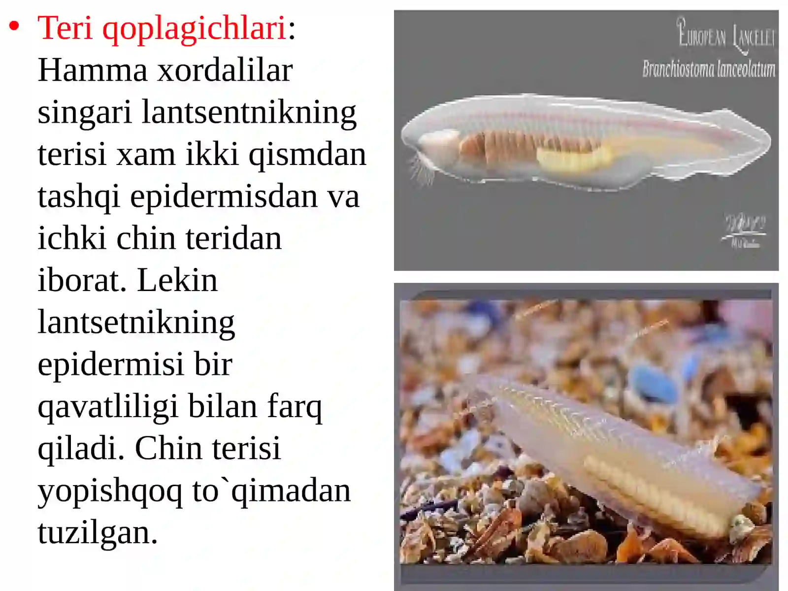 Bosh suyaksizlar (Acrania) kenja tipi 3