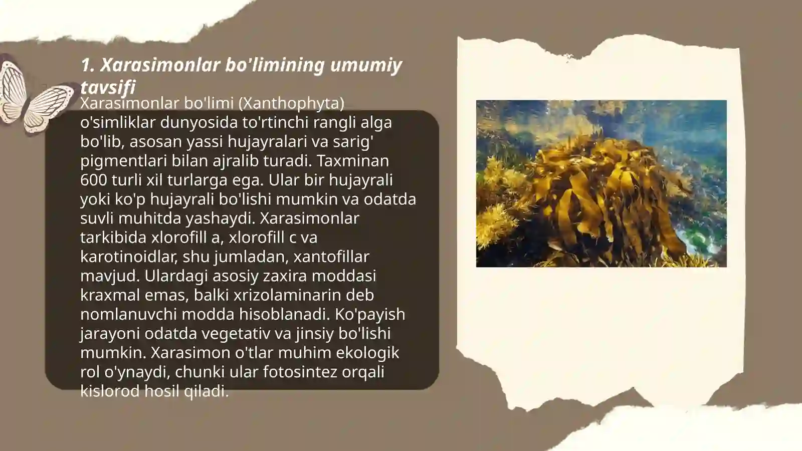 Xarasimonlar yoki nurli suvoʻtlar boʻlimining umumiy xarakteristikasi, klassifikatsiyasi,asosiy vakillari va koʻpayishi 3