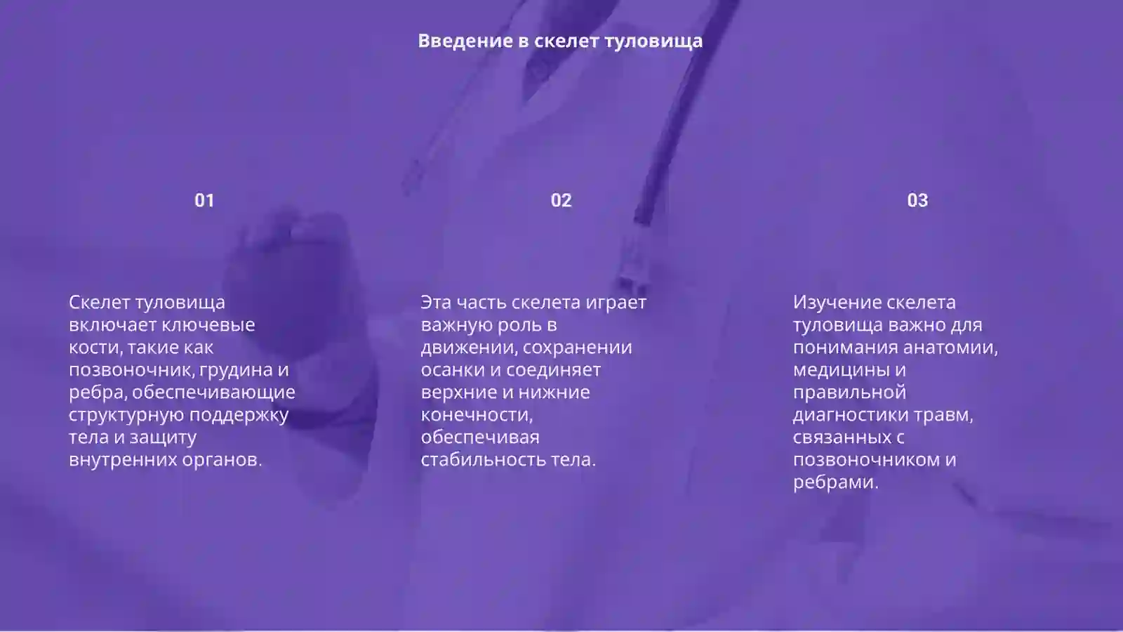 Скелет туловища 3
