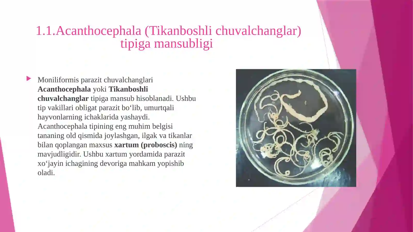 Moniliformis parazit chuvalchanglar 3