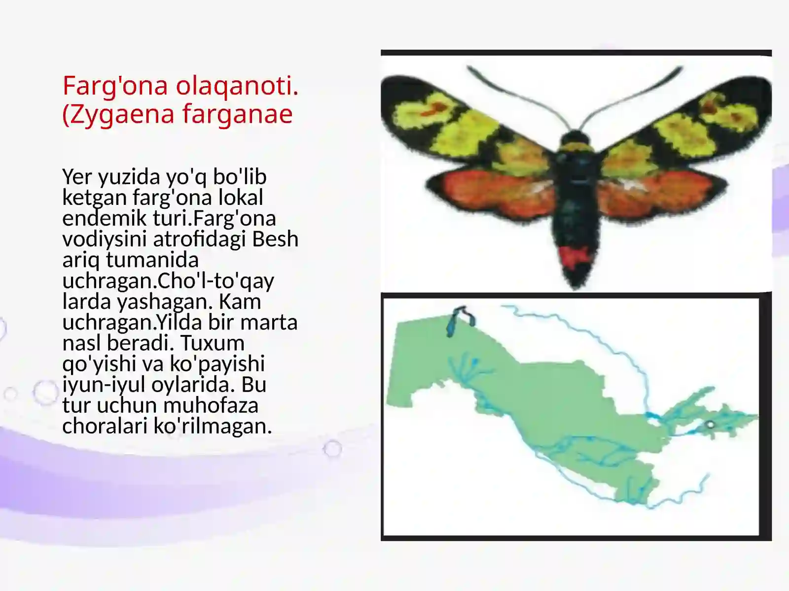 O'zbekiston "Qizilkitobi" gakiritilgan Farg'ona vodiysi datarqalgan tangachaqanotlilar va killarining bio-ekologik xususiyatlari 3