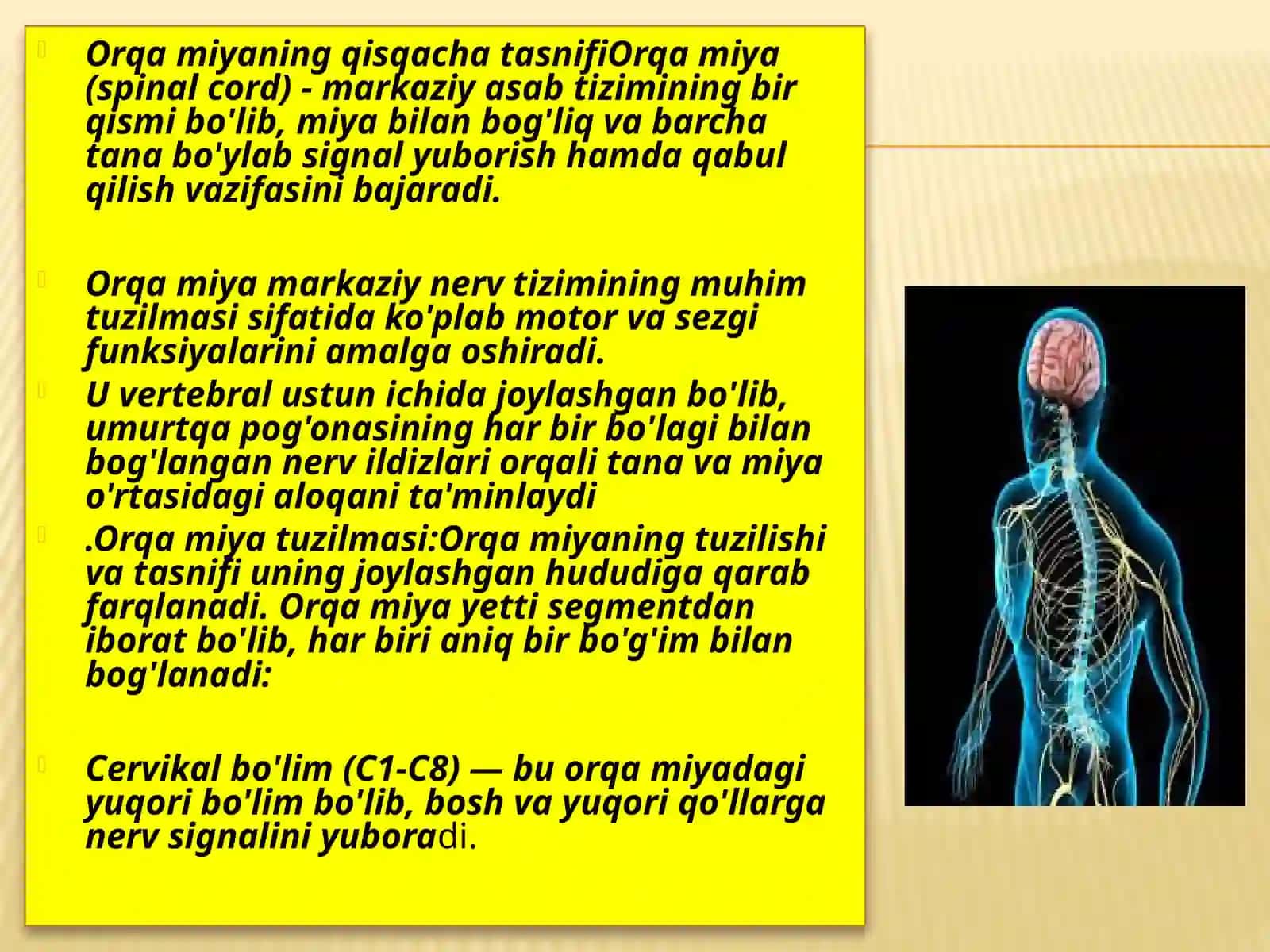Orqamiyaning anatomik tashkili 3