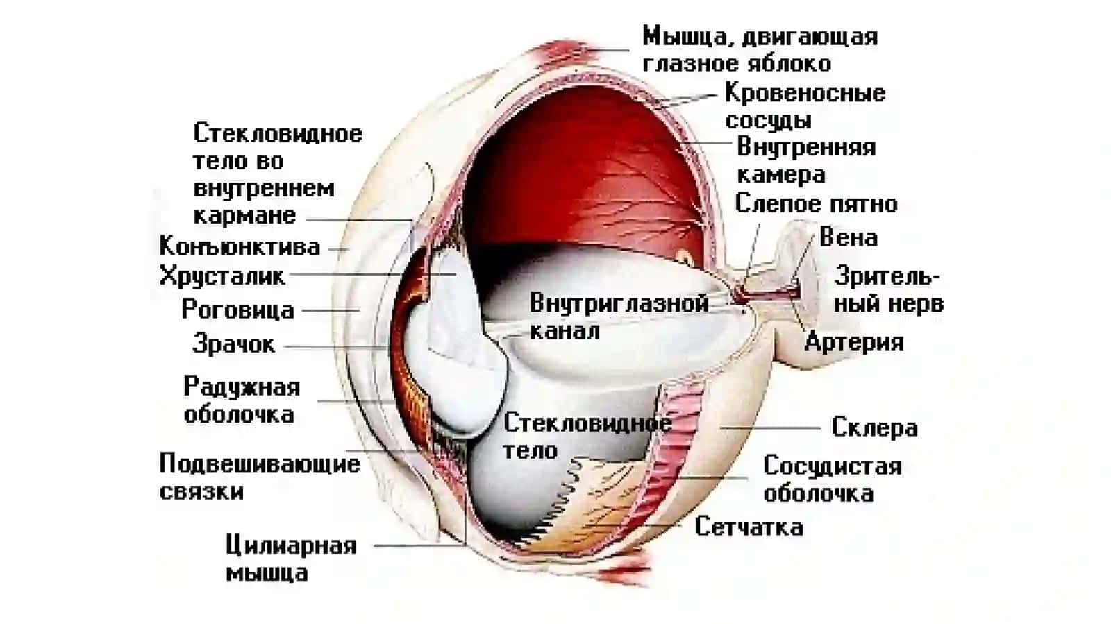 DEFEKTOLOGIYASNING KLINIK ASOSLARI 3