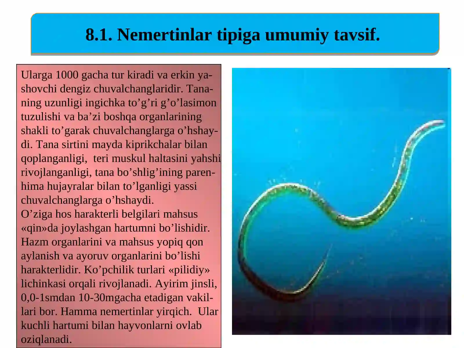 Nemertinlar tipi (Nemertini) 3