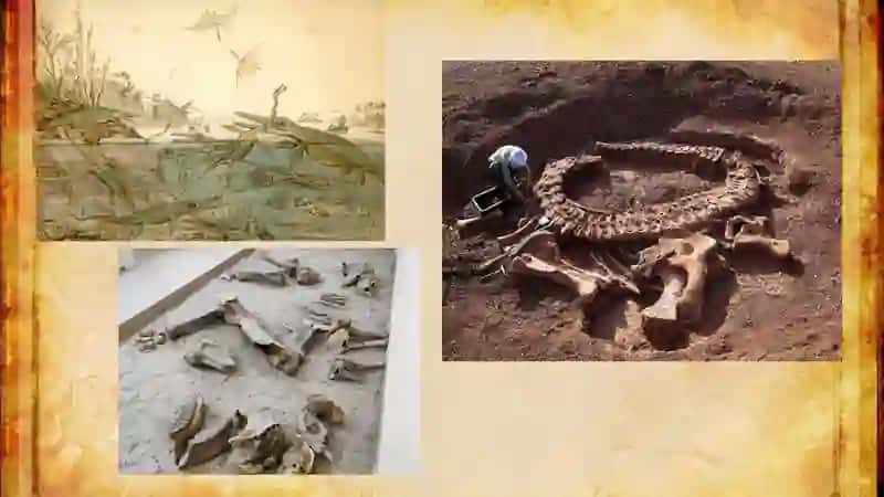 Paleontologiyada klassifikatsiya, sistematika va nomenklatura 3