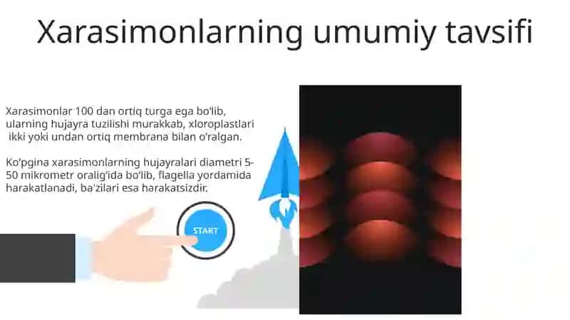 Xarasimonlar yoki nurli suvoʻtlar boʻlimi 3