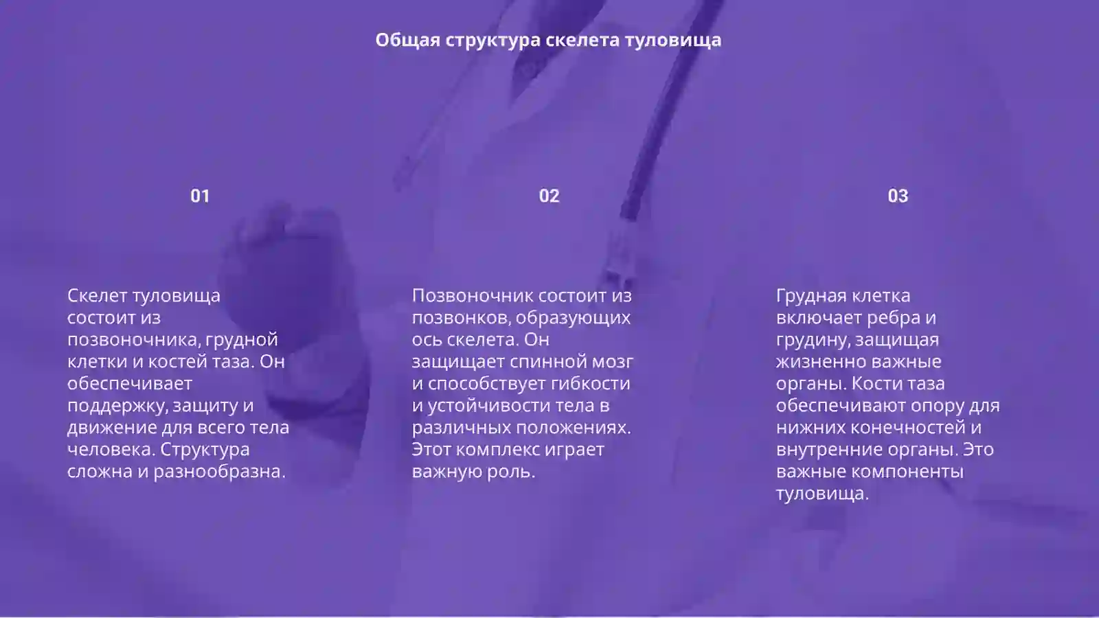 Скелет туловища 3