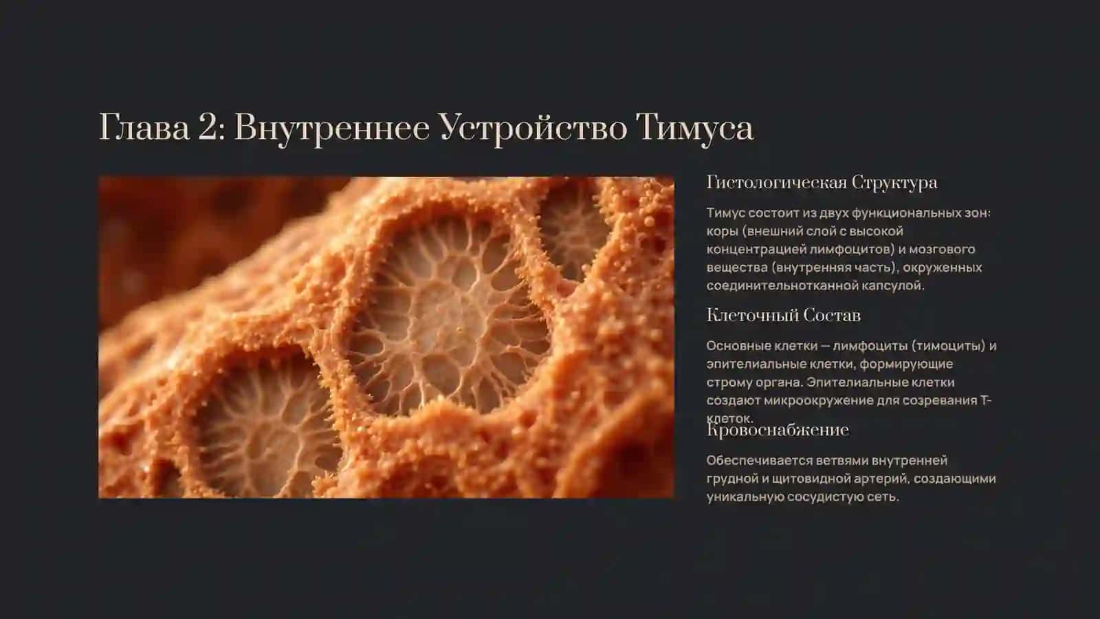 Тимус: Сердце Иммунной Системы 3
