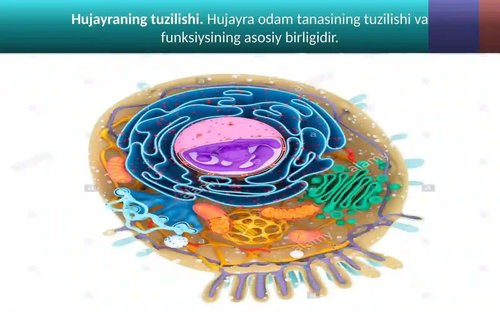 Odam organizmining hujayra tuzilishi 3