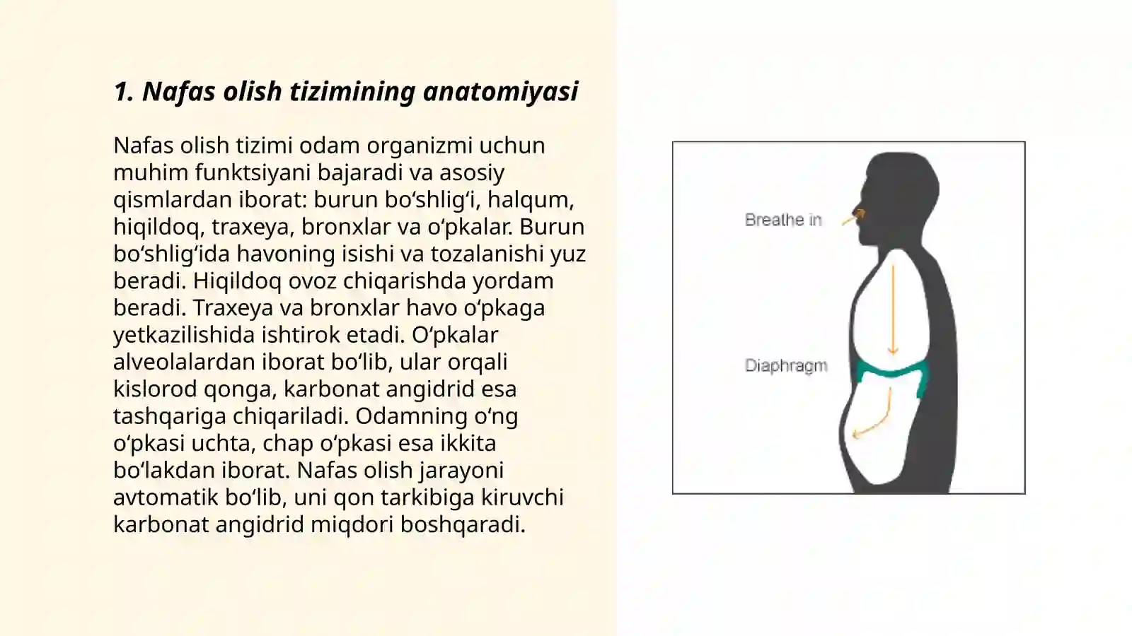 Nafas olish 3