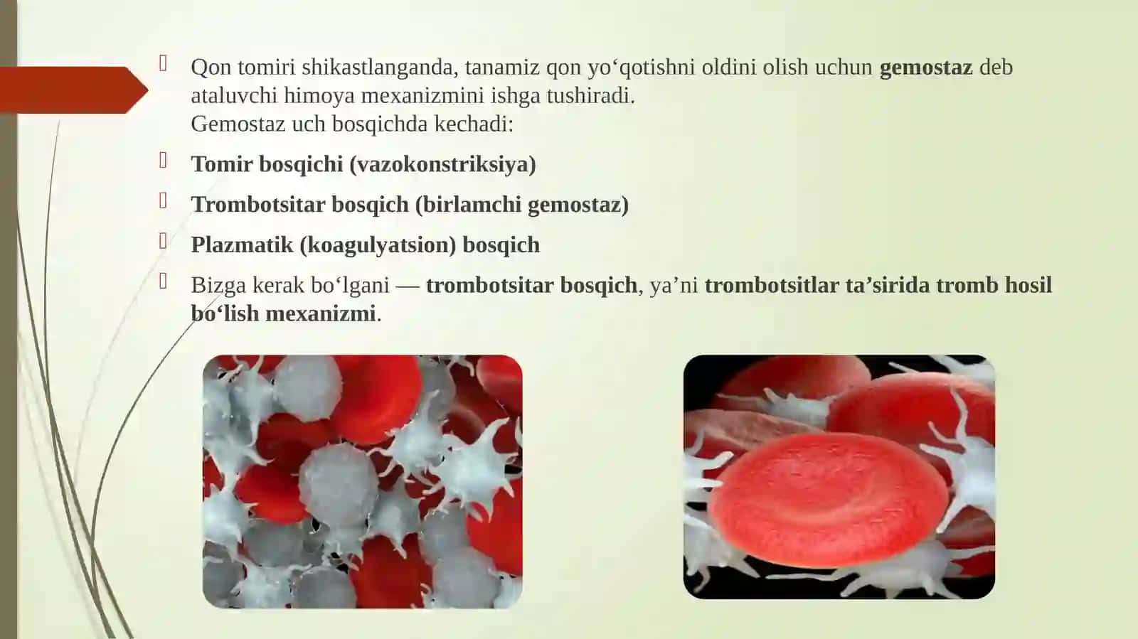 Trombotsitlarning gemostazdagi rolivatrombhosil bo‘lish jarayoni 3
