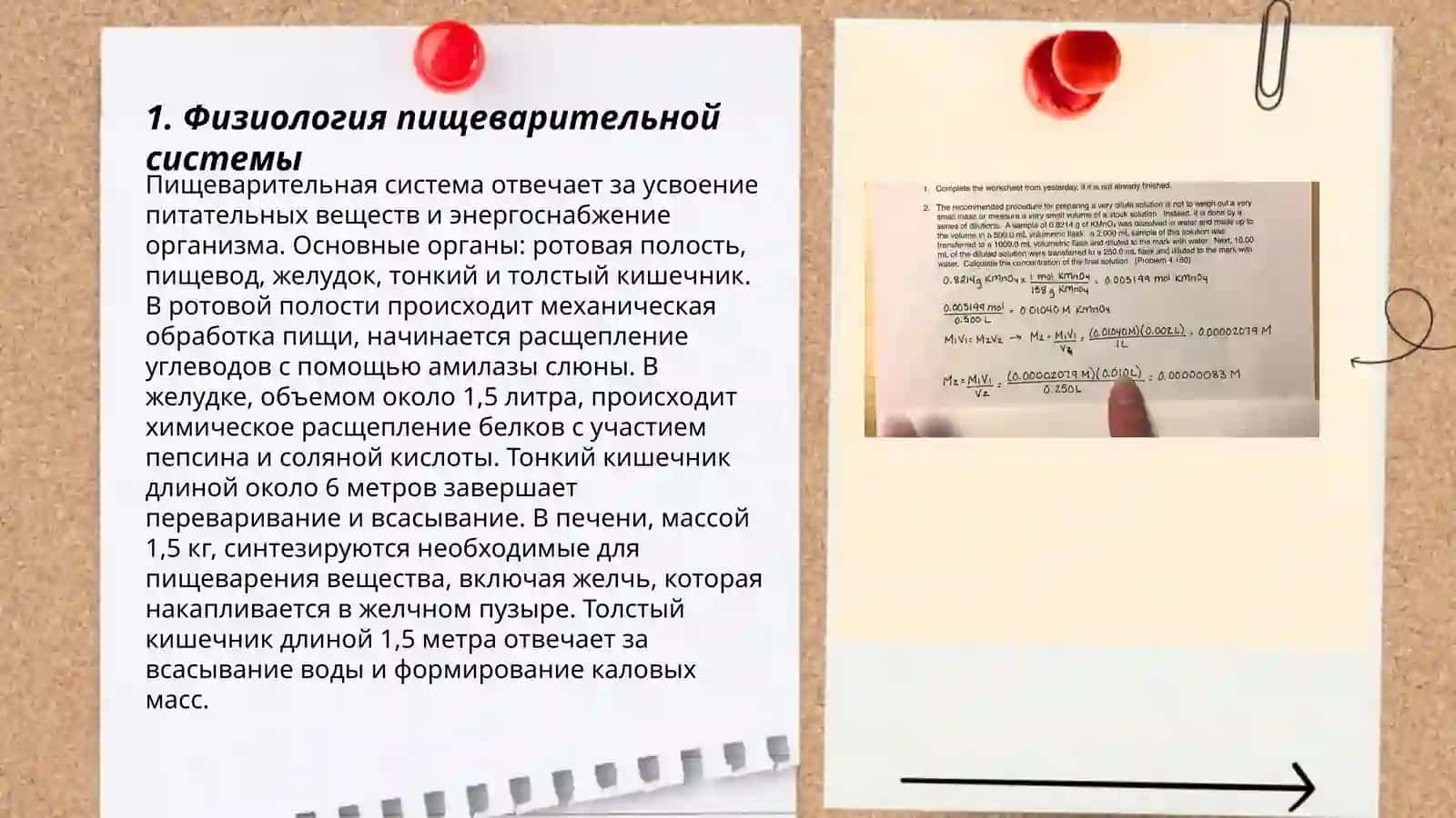 Система пищеварения описание квалификации лица предмета процесса явления Васила асилова 3