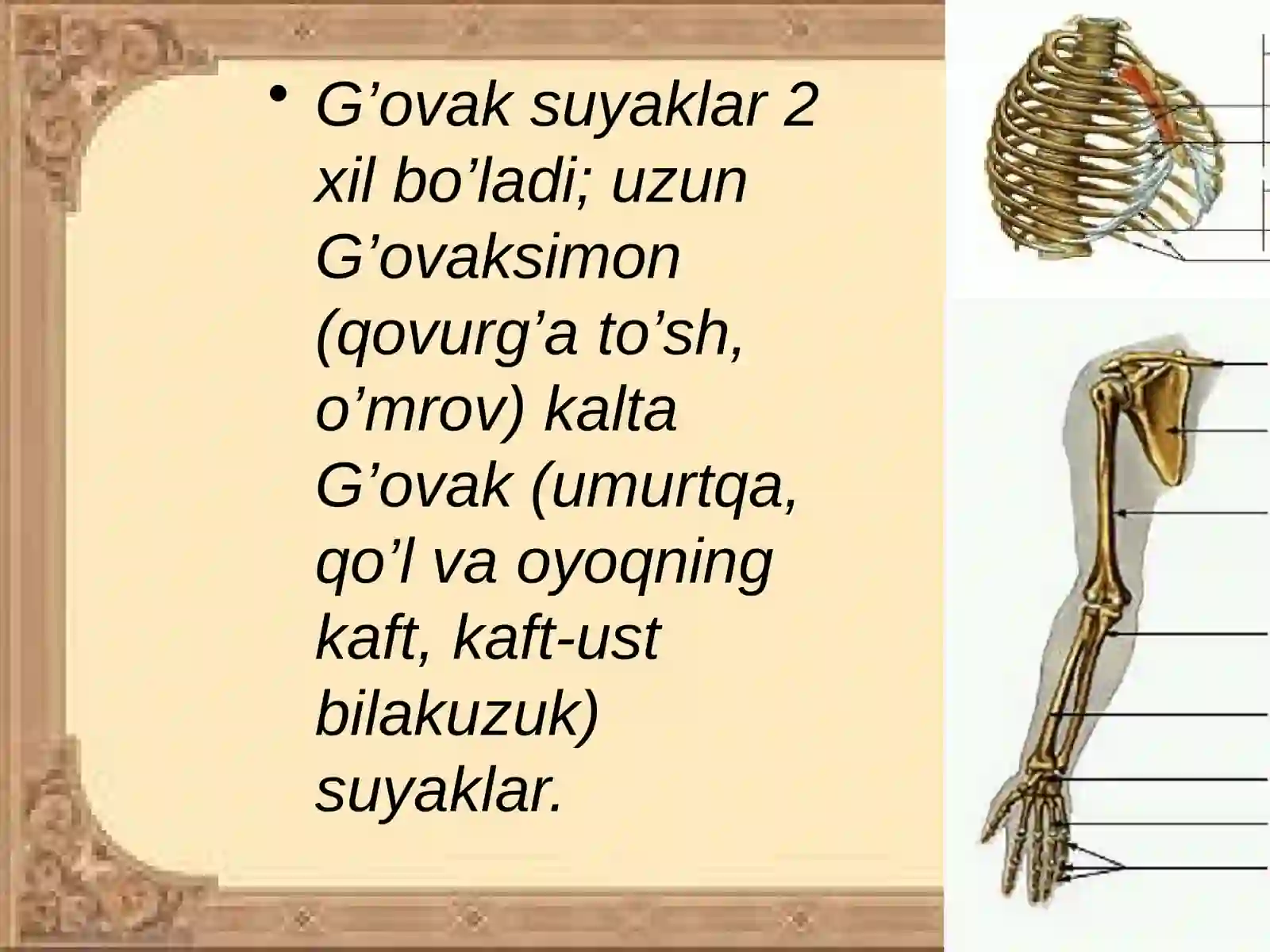 Qo`l suyaklari 3