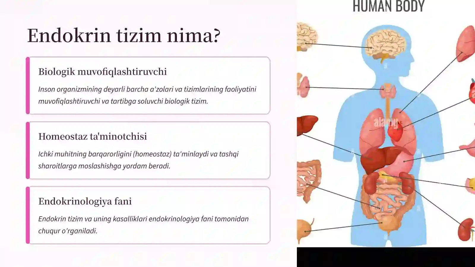 Endokrin tizimi 3