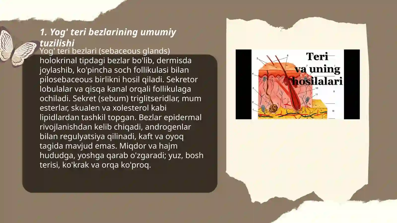 Terining bezlari ,  yog teri bezlarinig tuzilishi gista fiziologiyasi sochlarning tuzilishi va osishi 3
