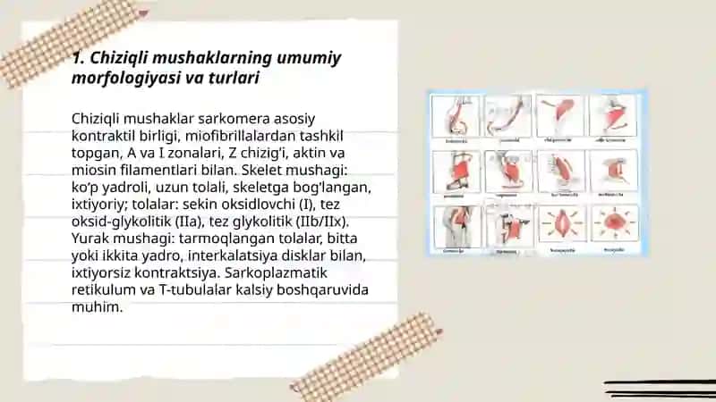 Chiziqli mushak to'qimalarining fiziologiyasi 3