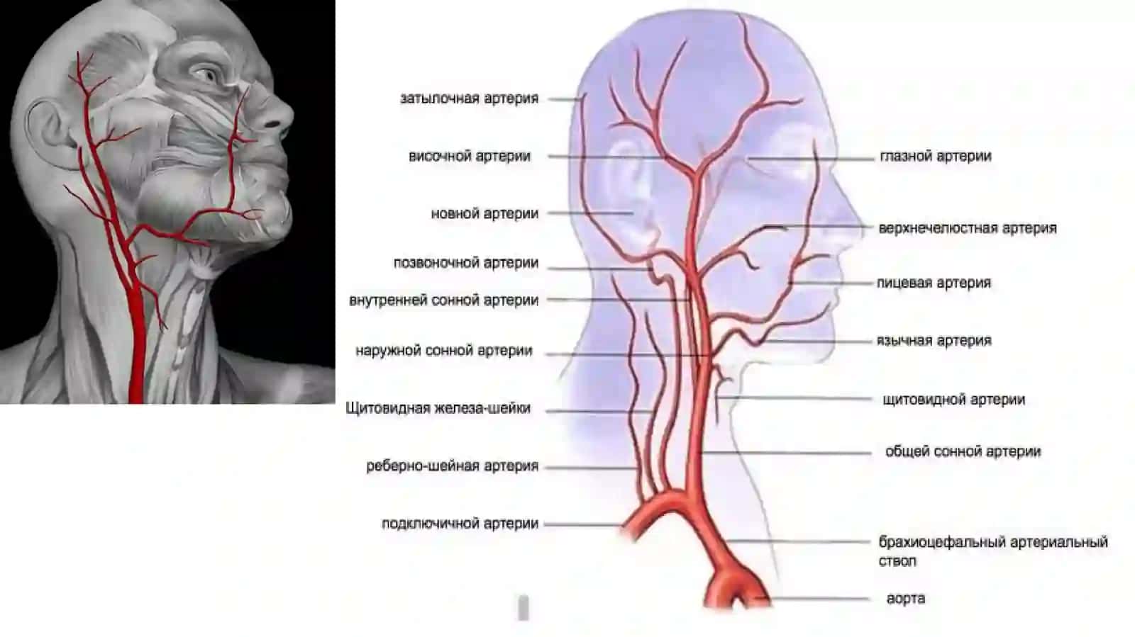 Qo‘l arteriyalari. Ko‘krak va qorin aortasi. Oyoqning qon bilan ta’minlanishi 3