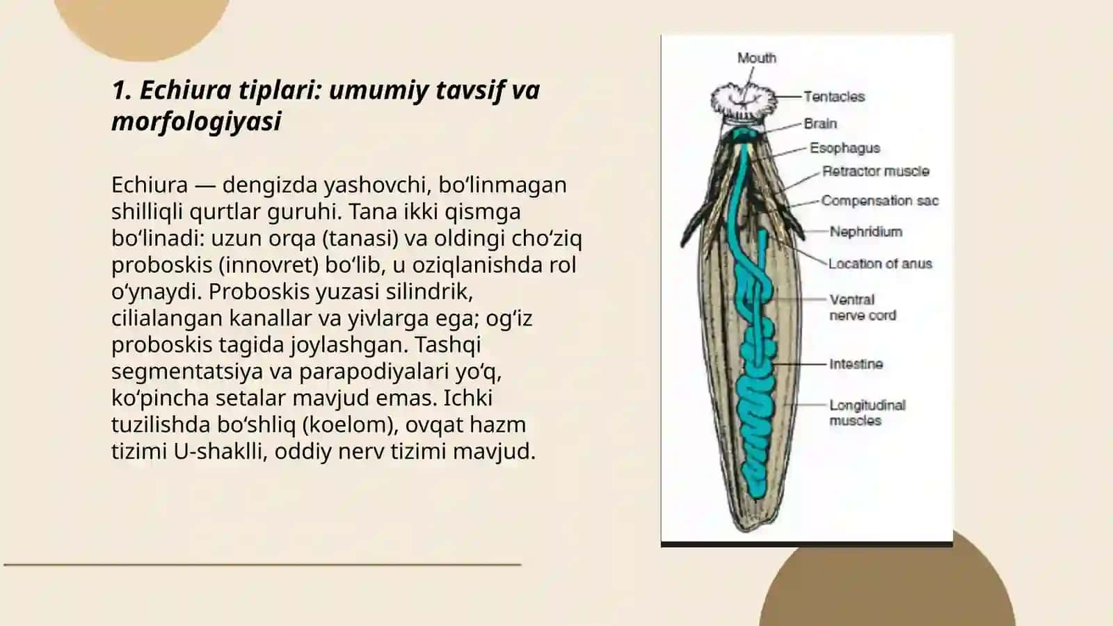 Echiura va Sipuncula tiplari 3