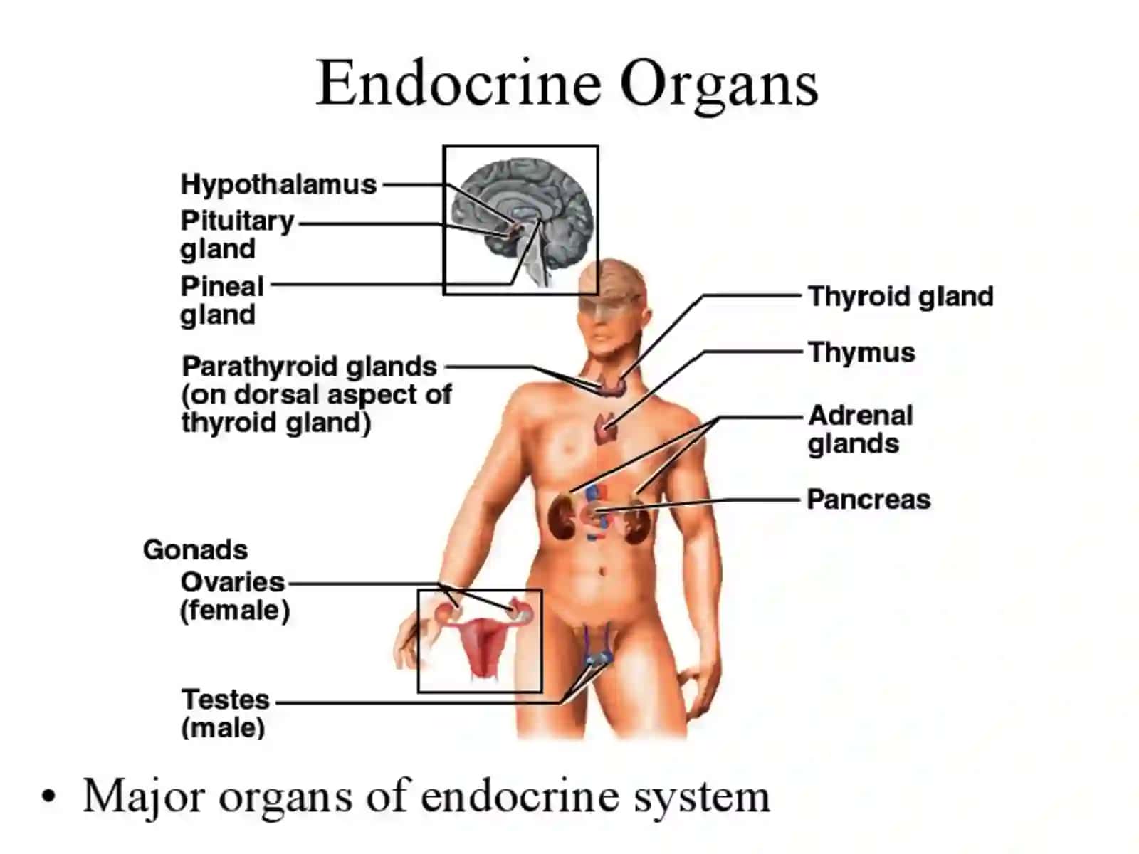 Endocrine system 3
