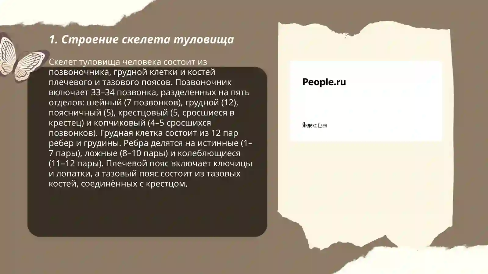 Скелет туловища 3