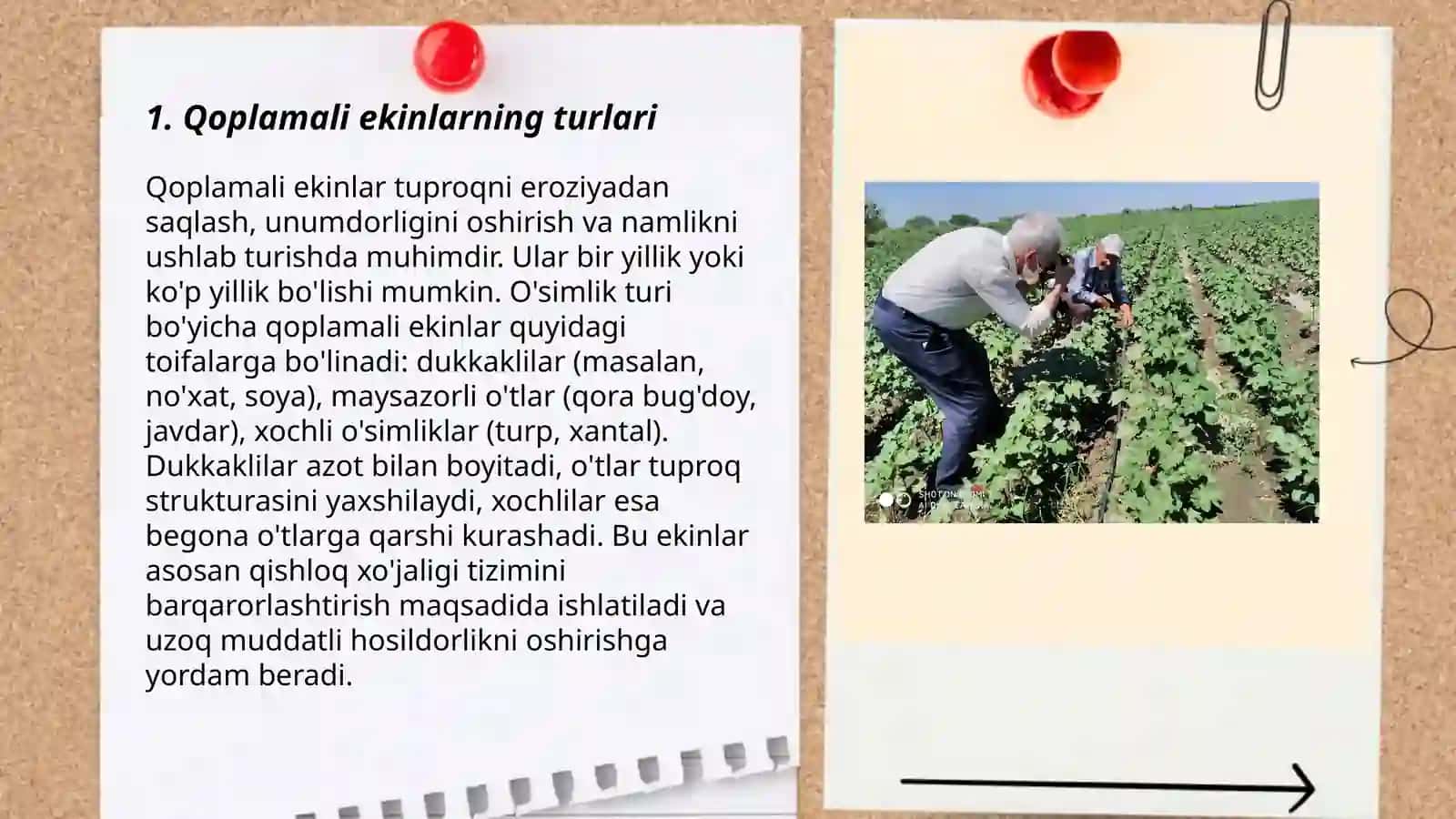 Qoplamali ekinlarni hosil qilish 3