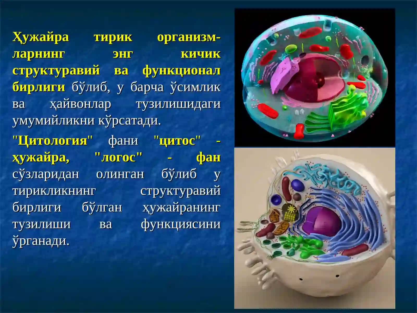 Ҳужайра 3