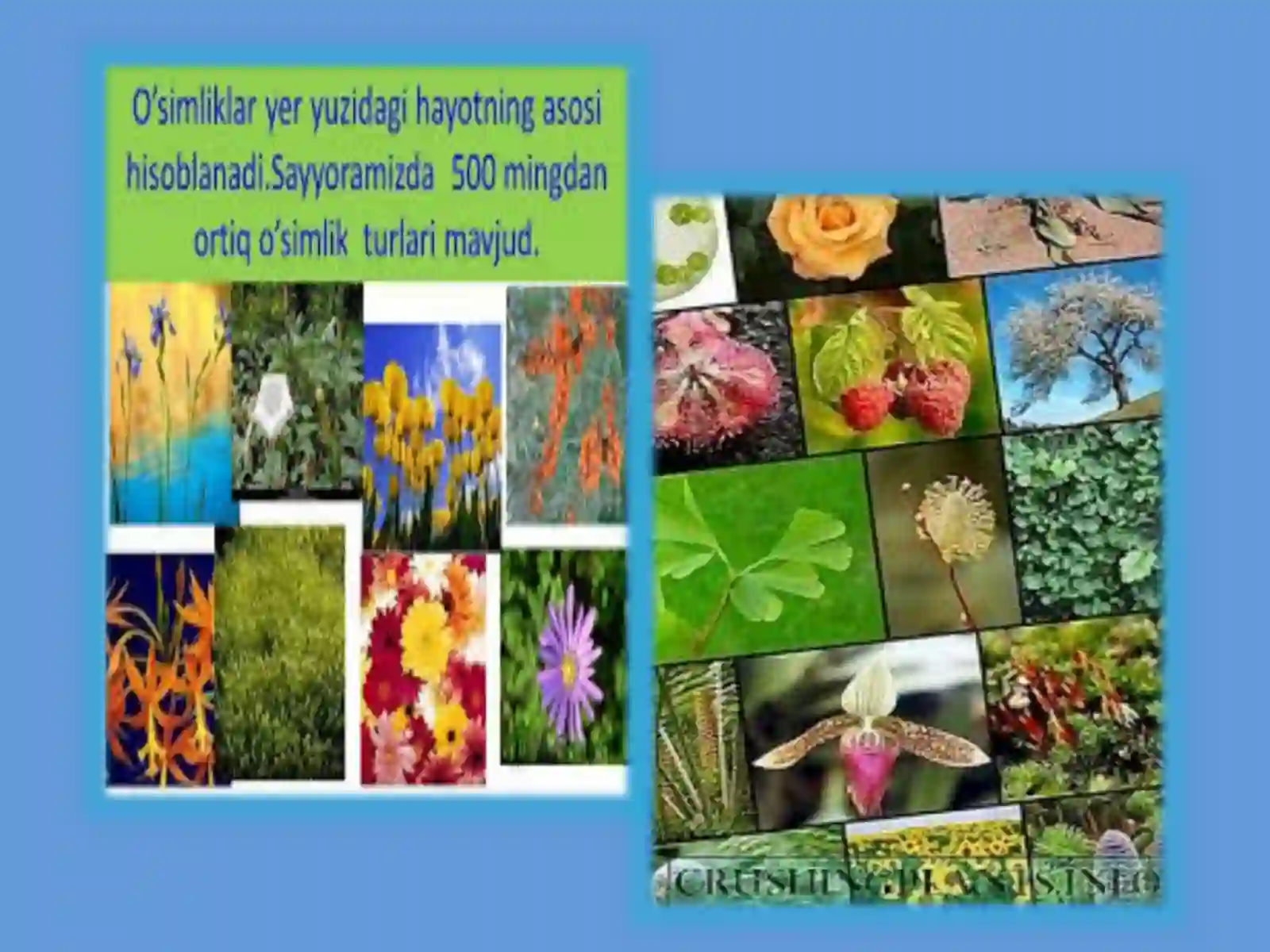 Agrokimyo va agrotuproqshunoslik yo’nalishi 2-kurs sirtqiO’simlikshunoslik 3