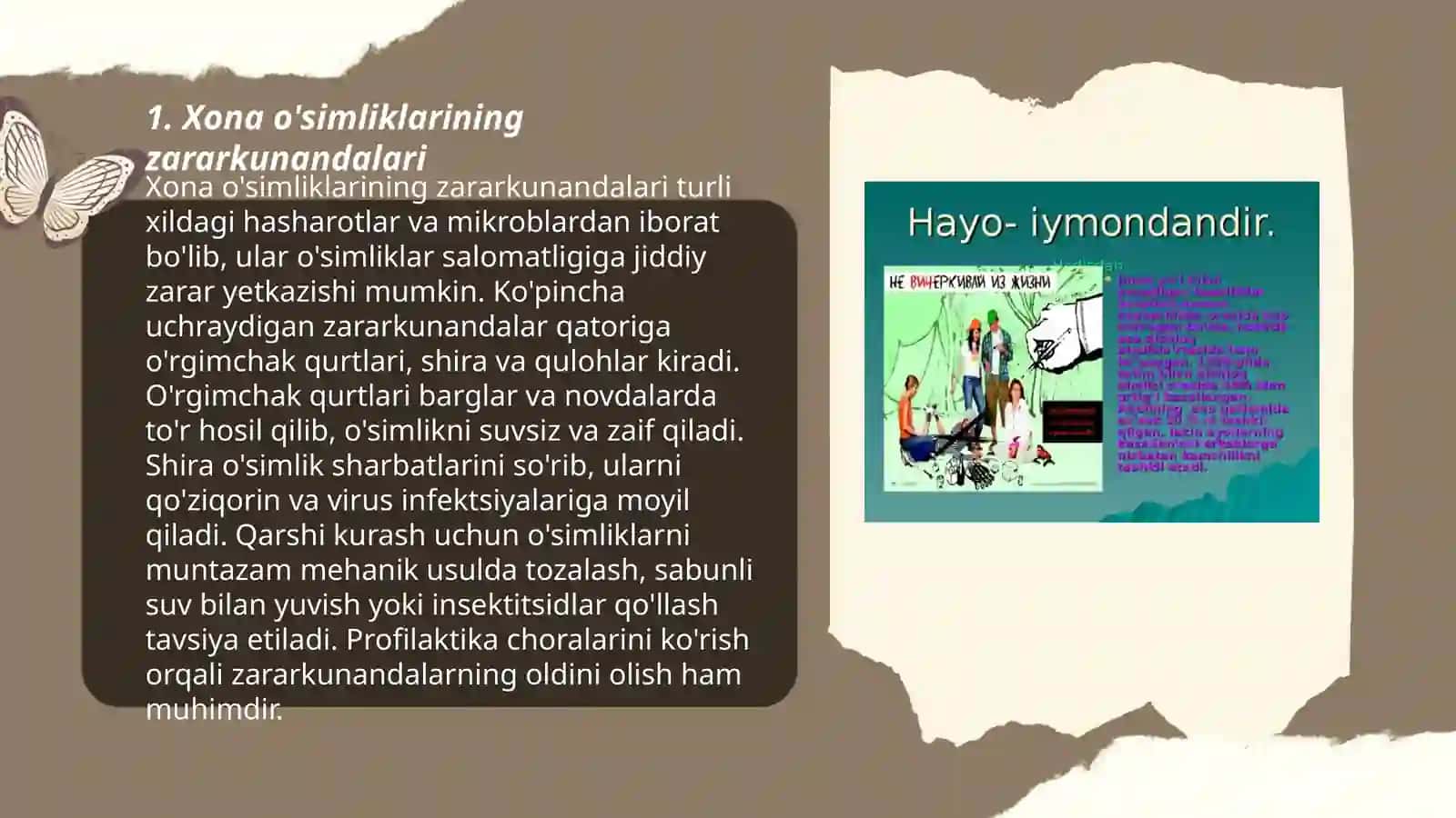 Xona o'simliklarida uchraydigan kasalliklarga qarshi kurashish 3