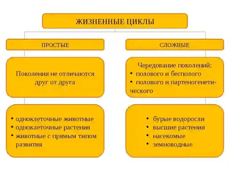 Жизненные циклы у растений и животных 3