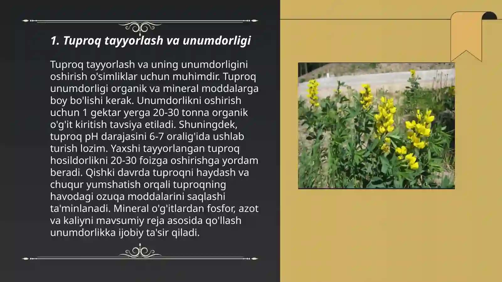Xabatgulli afsonak (Termopsis ocherednotsvetkoviy) yetishtirish texnologiyasi 3