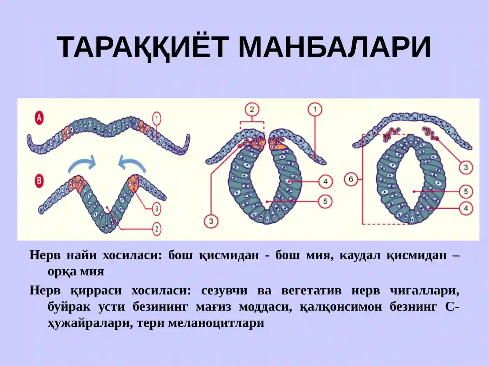 НЕРВ СИСТЕМАСИНИНГ КЛАССИФИКАЦИЯСИ 3