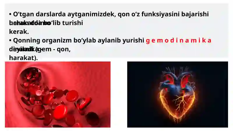 Qon aylanishi 3