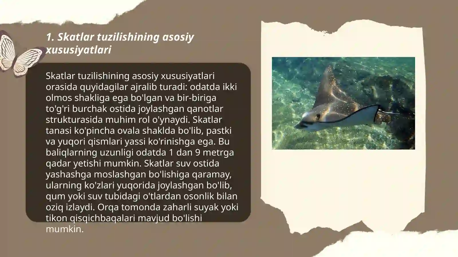 Skatlar tuzilishi, hayot kechirishi va ahamiyati 3