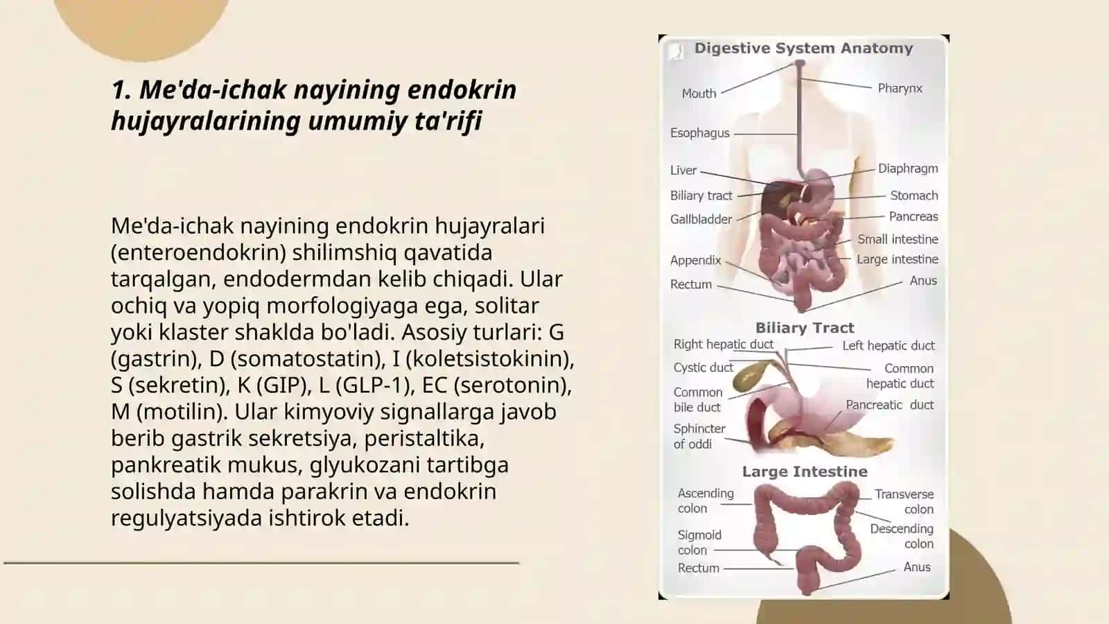 Me'da ichak nayining endokrin hujayralari 3