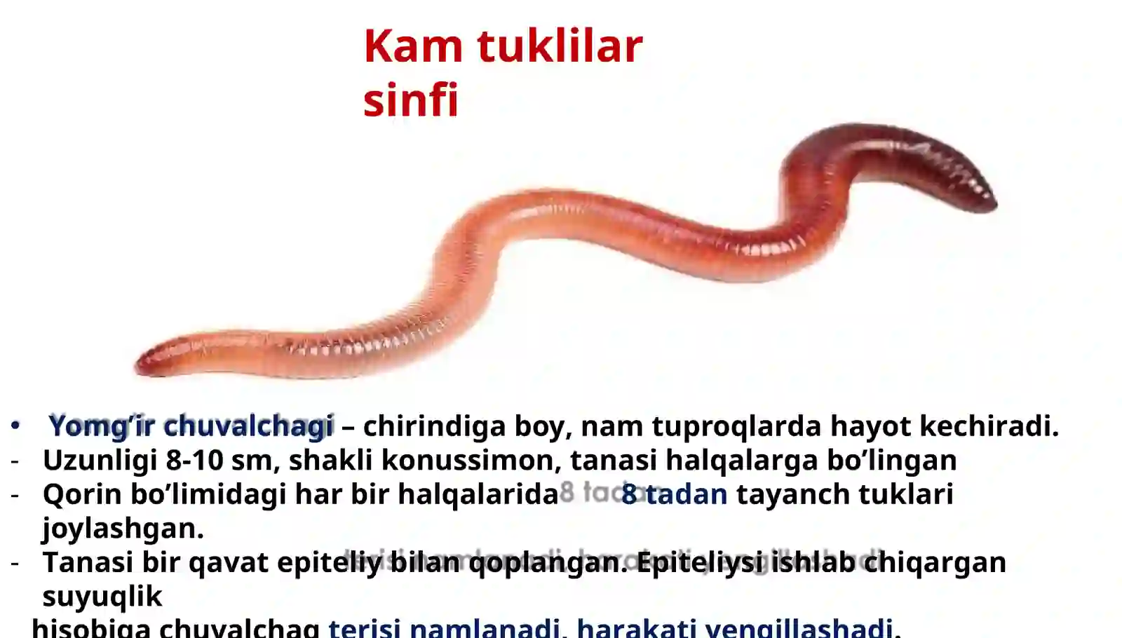 Halqali chuvalchanglar tipi 3