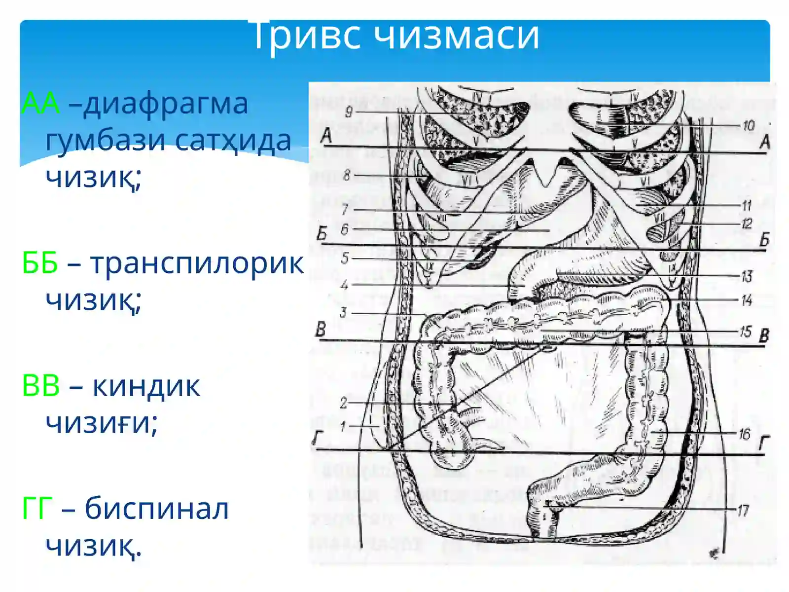 Қорин деворлари клиник анатомияси 3