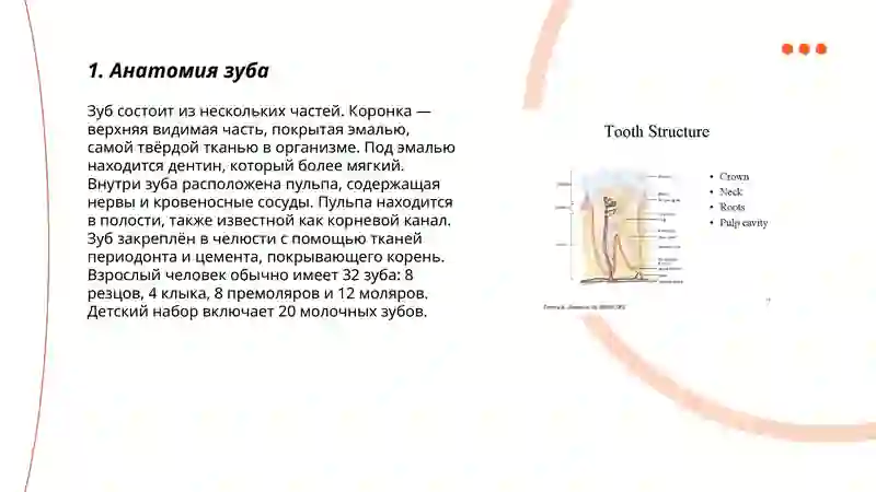Строение зубов 3