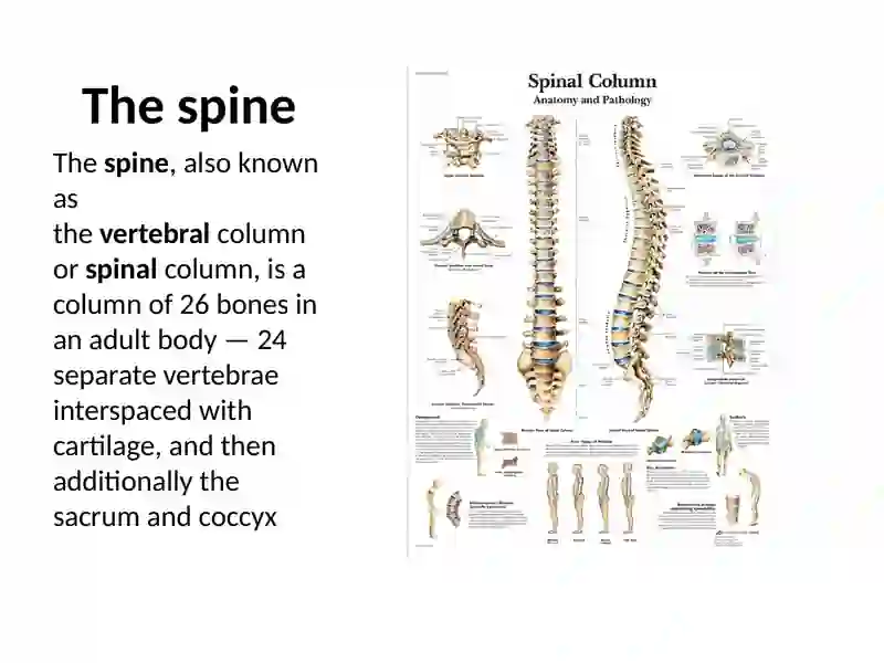 Skeleton System 3