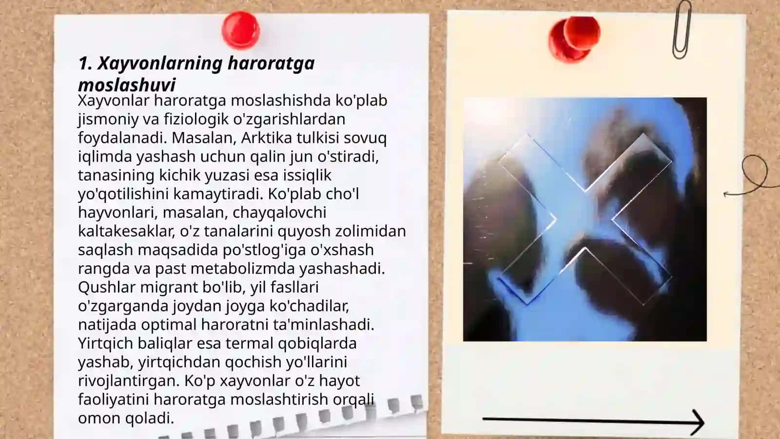 Xayvonlar xayotiy sikliga xaroratning ta'siri 3
