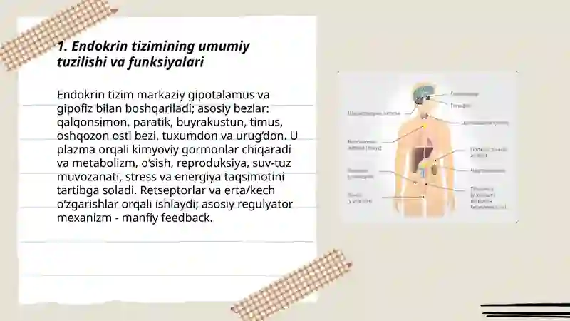 Endokrin tizimi 3