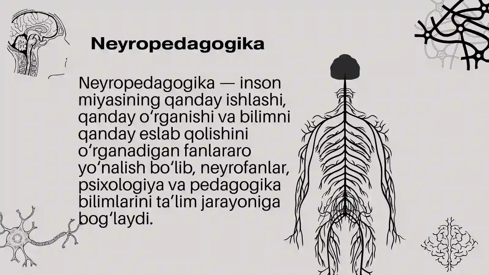 Neyropedagogika: miya va ta'lim 3