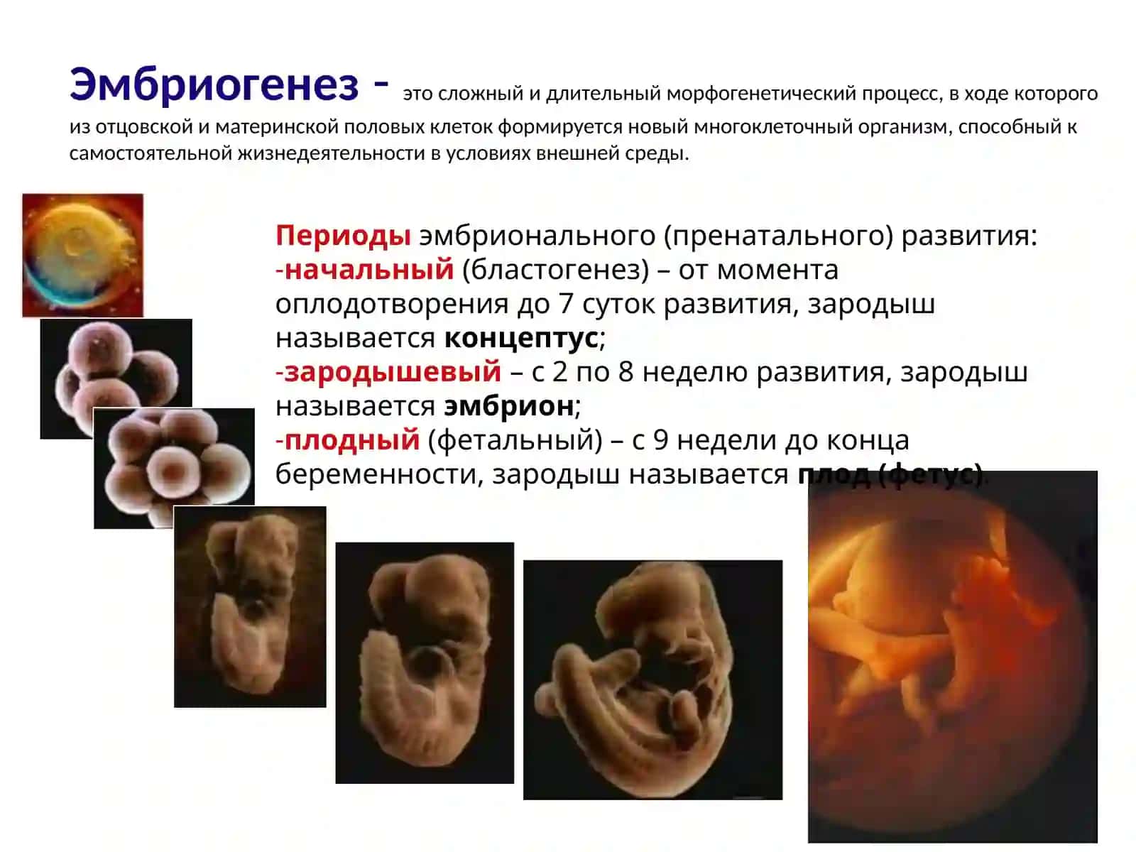 Эмбриология человека 3