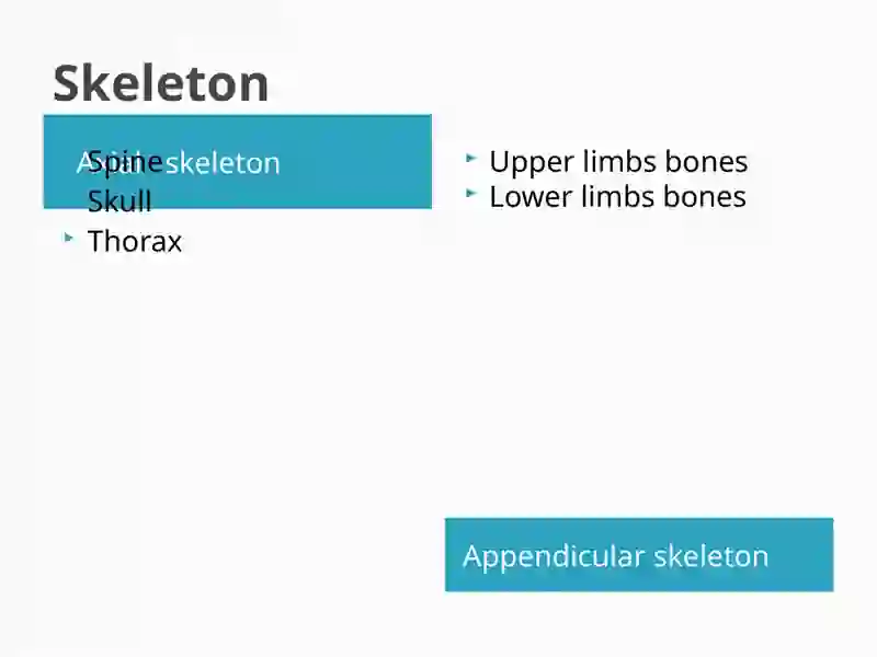 Skeleton 3