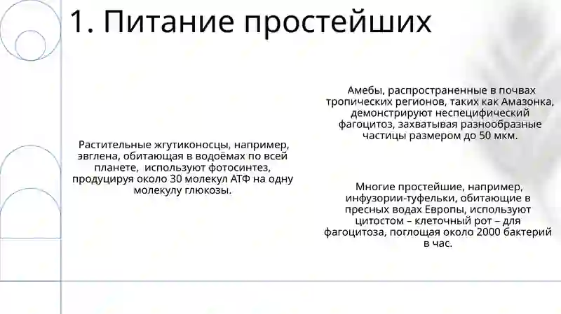 Тип Простейшие 3