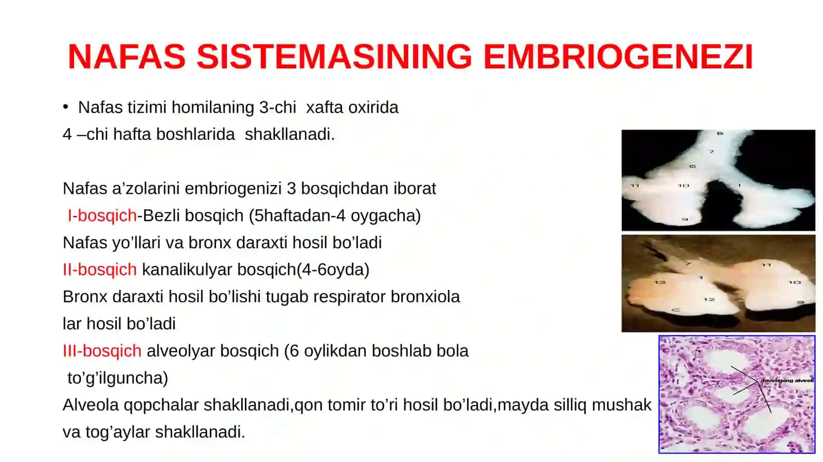 Bolalarda nafas a’zolari kasalliklaridagi funksional – instrumental tekshiruvlar 3