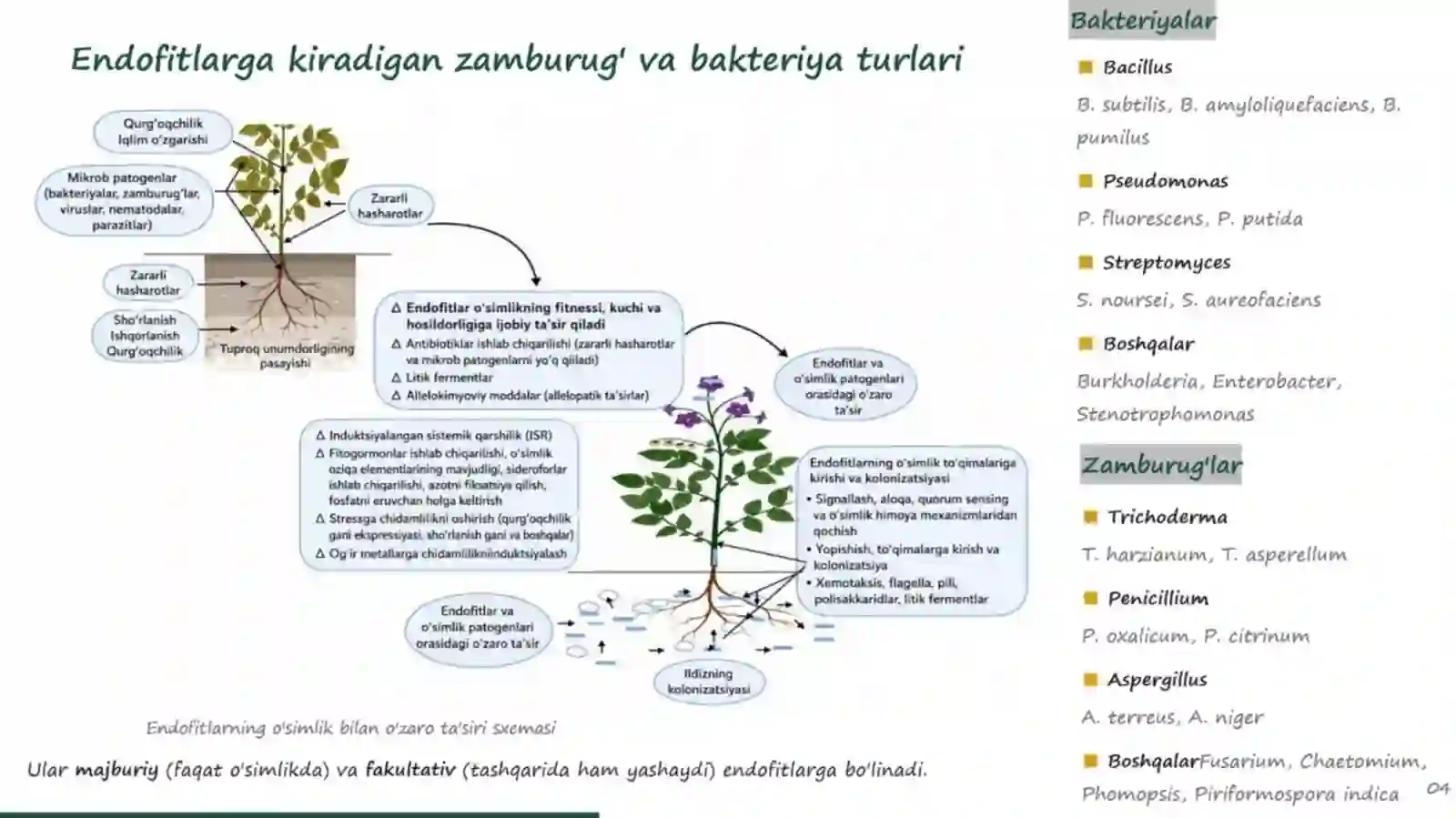Endofit Mikroorganizmlar Haqida Umumiy Tushuncha 3