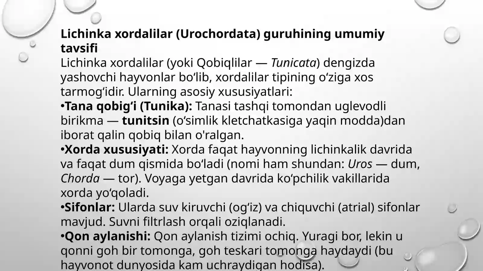 Lichinkaxordalilar (Urochordata) 3