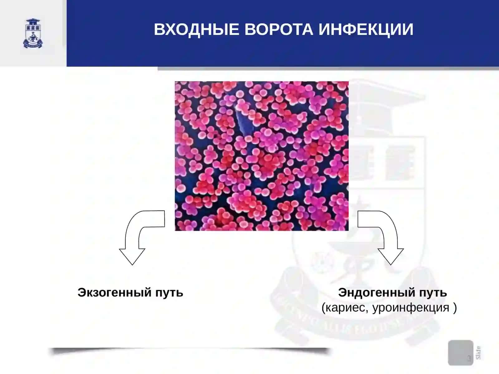 ХИРУРГИЧЕСКАЯИНФЕКЦИЯ 3