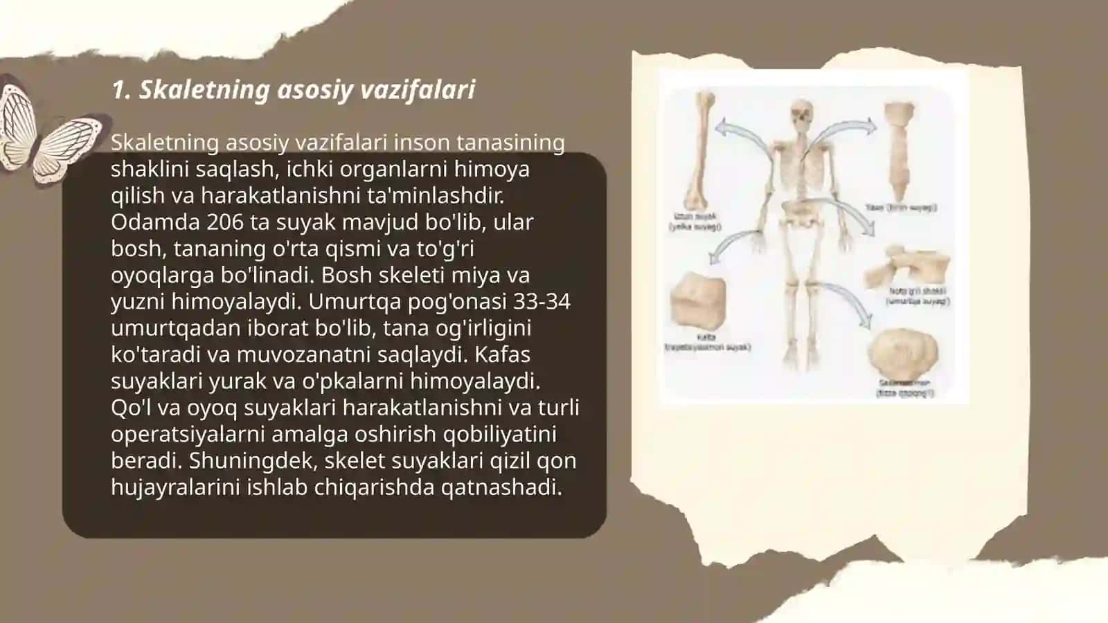 Skalet tuzilishi 3